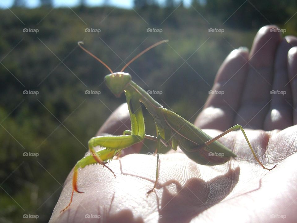 Mantis religiosa