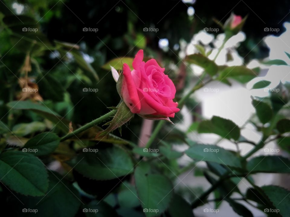 the morning vibes very naturally it's blooming pretty