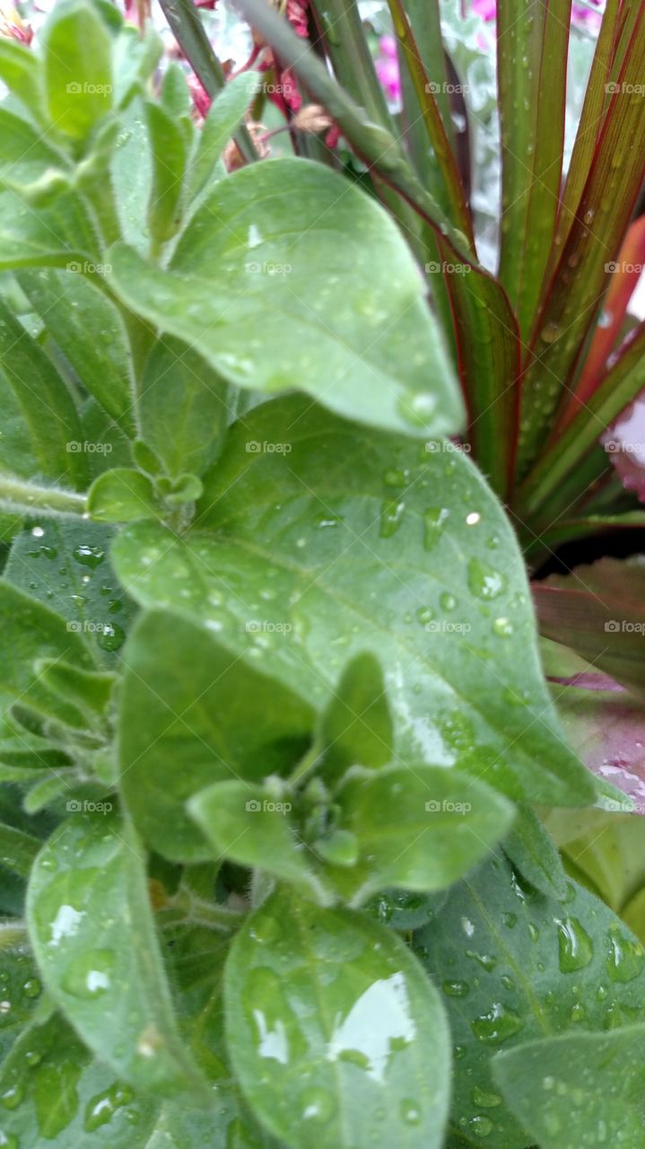 raindrops leaf green Floral