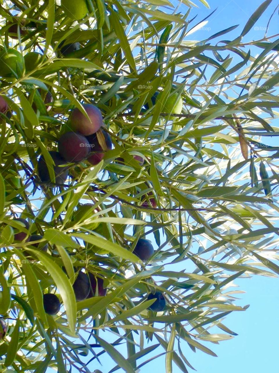 Olive trees