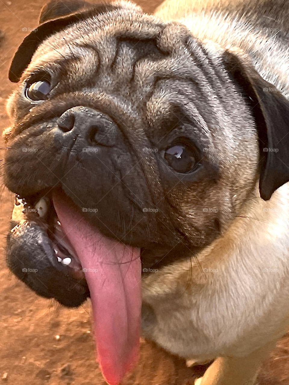 Oat the pug