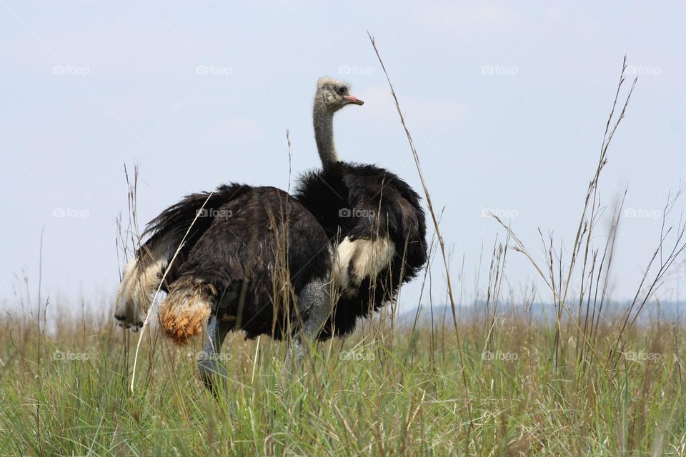 Ostrich. Flightless bird.