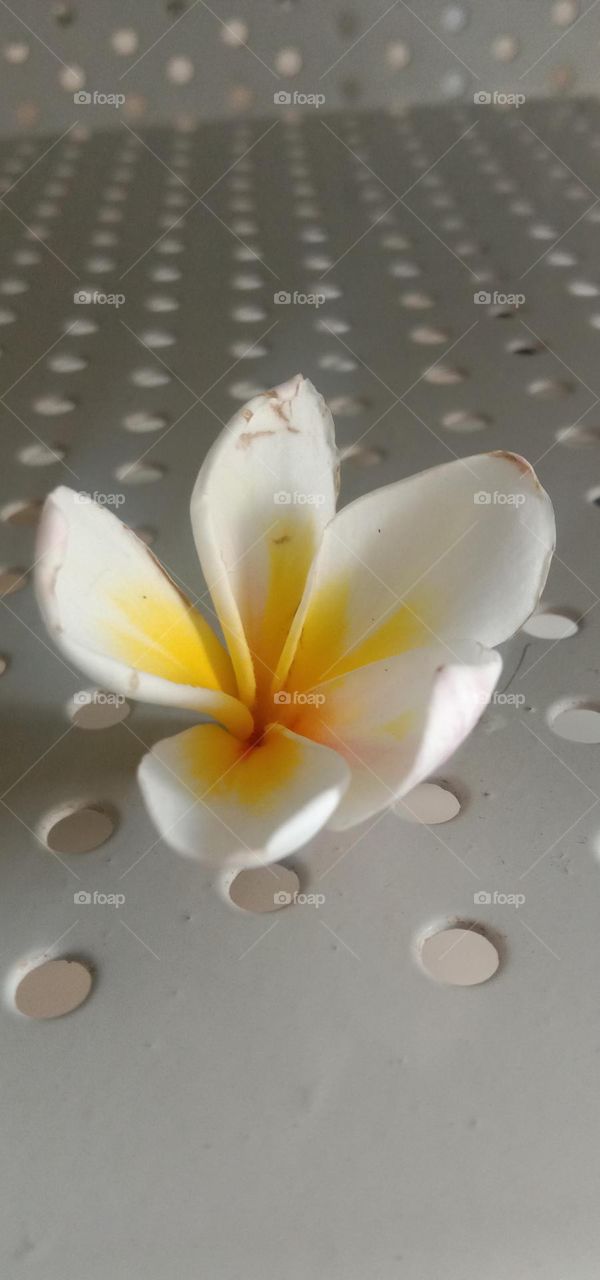 Unrooted 😅❤️🌸