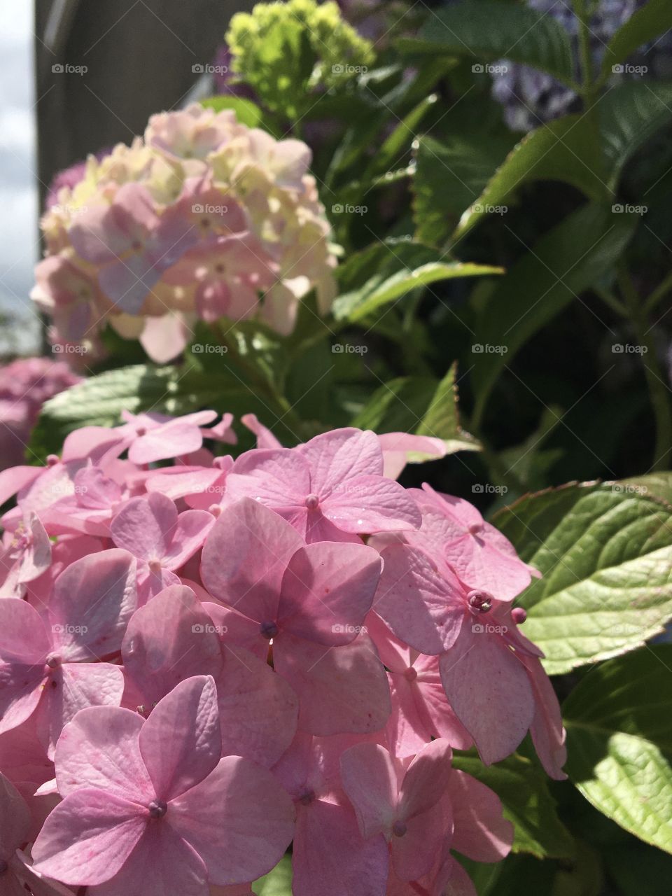 3 stages for hydrangeas blooming