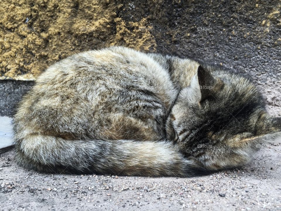 Sleeping cat