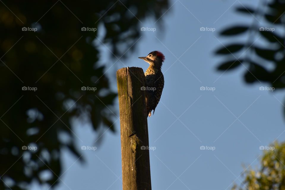 Pájaro loco,  Copete rojo. Las Vegas, Canelones,  Uruguay. Pica palo.