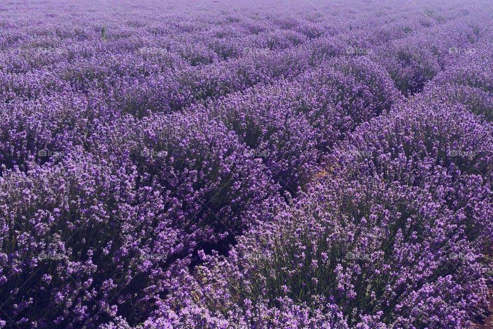 Full frame shot of lavender flowers