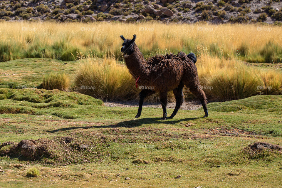 Llama walking in the driest plateau in the world, Atacama Chile