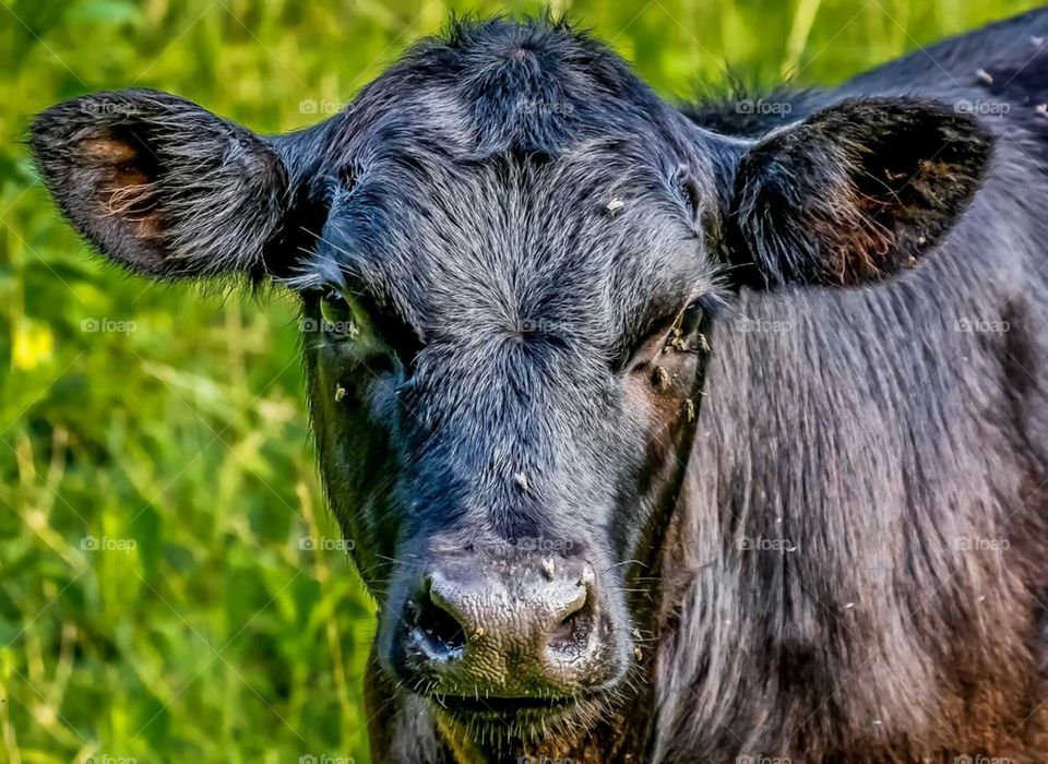 Black Angus Calf Portrait