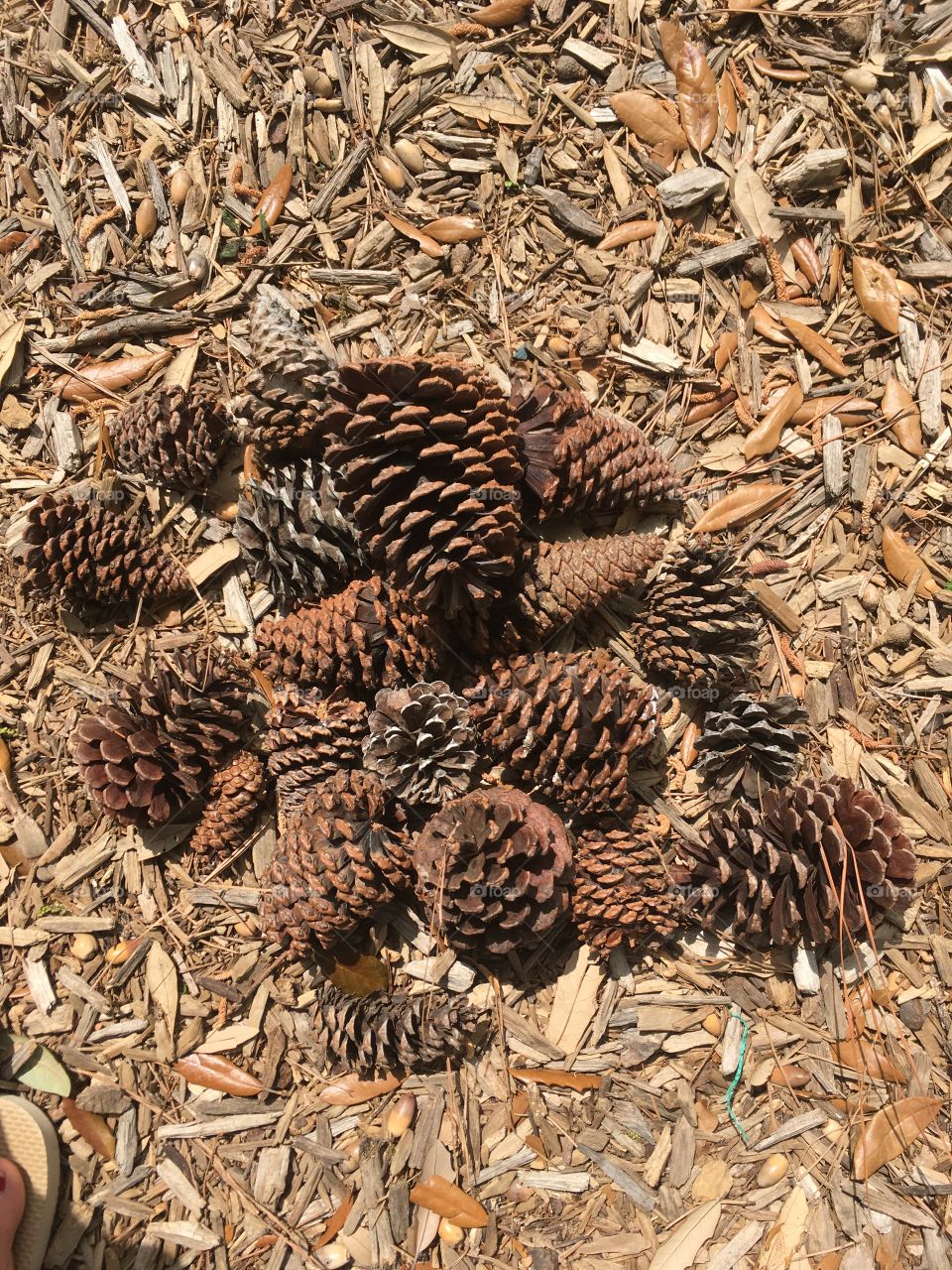 Pile of pine ones