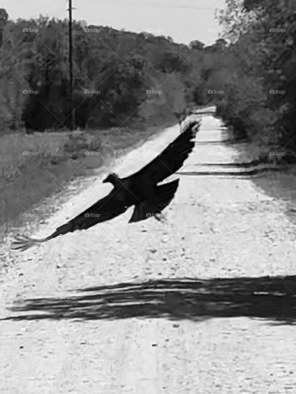 Driving back to the ranch this guy was sitting on the road! Took a click as soon as he took off and had to do it in black and white!