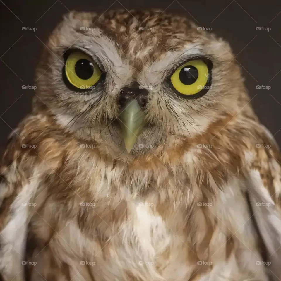 Focus