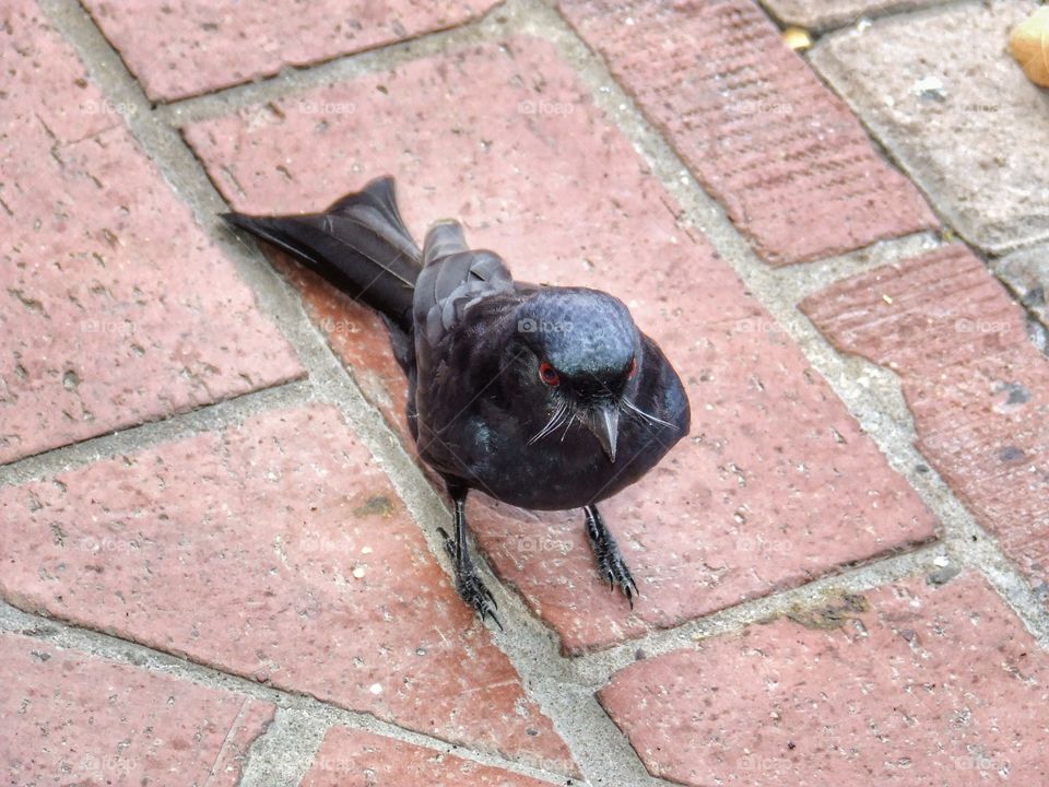 Black bird with whiskers