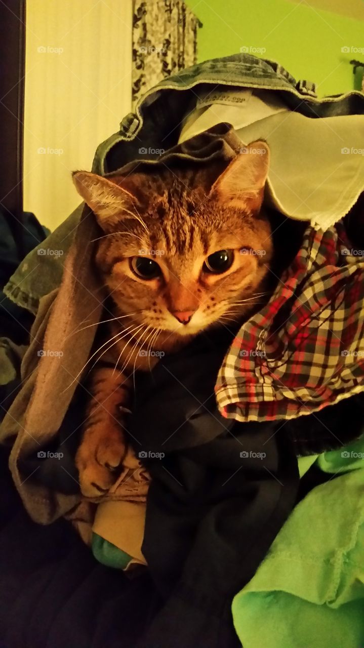 A tabby cat sitting in  pile of laundry