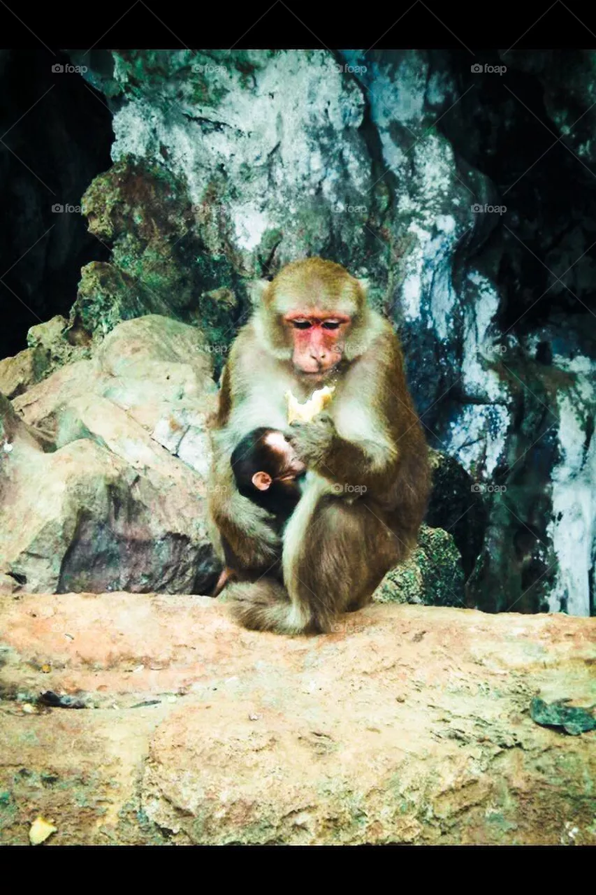 monkey