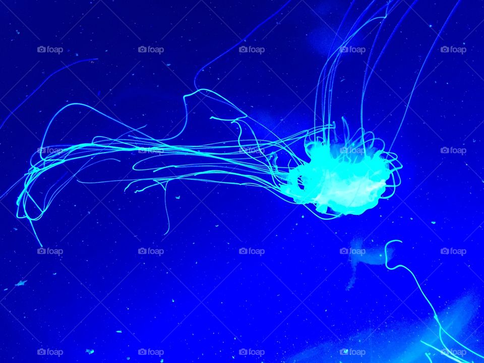 Underwater Light Show