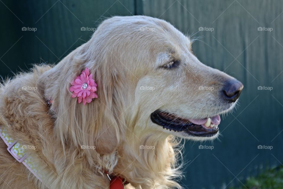 
Cats and dogs - Golden Retriever with flower in ear - They are excellent family dogs and one of the cutest, fluffiest dogs ever. Golden retrievers are smart and trainable enough to make an excellent service dog