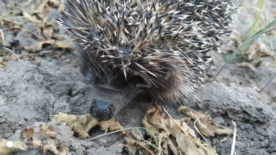 hedgehog