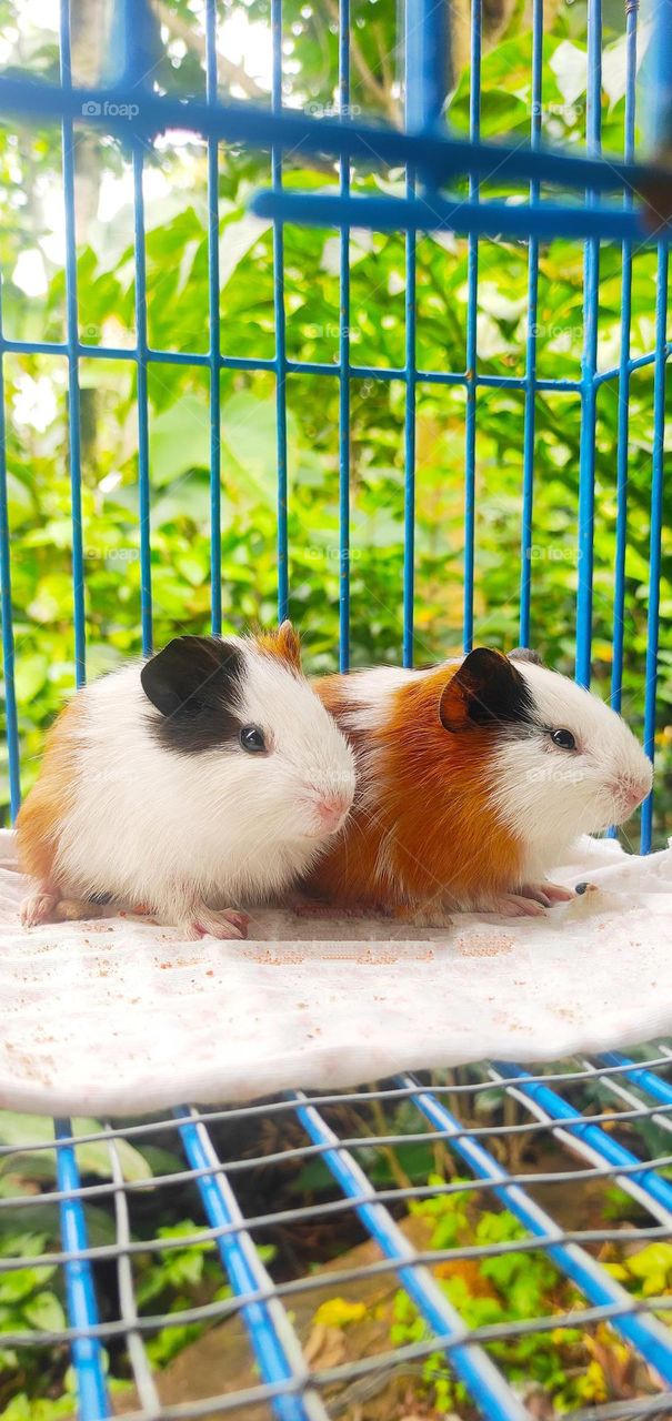 My Cute Guinea Piggies