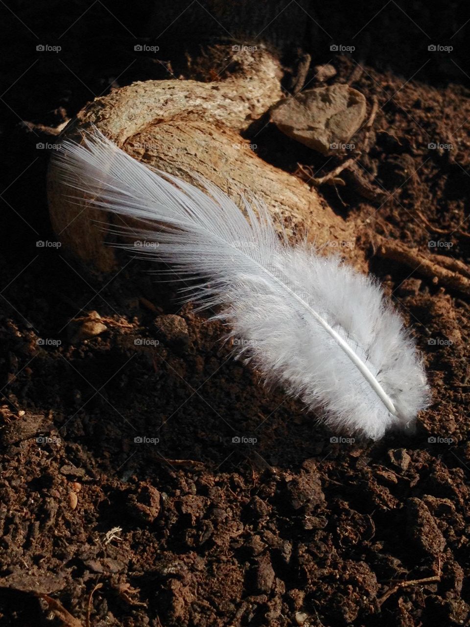 As a feather in the wind