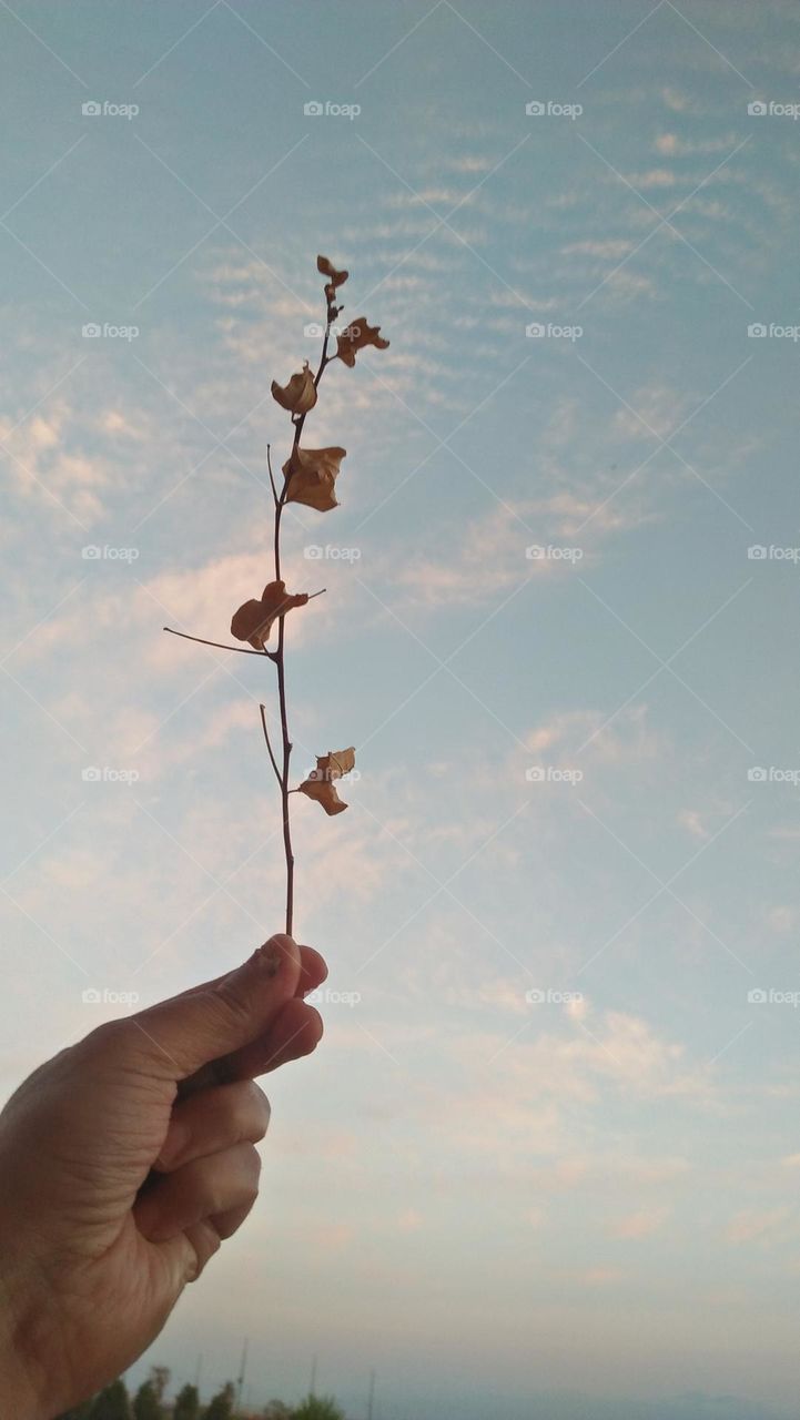 I m holding a dried plant.