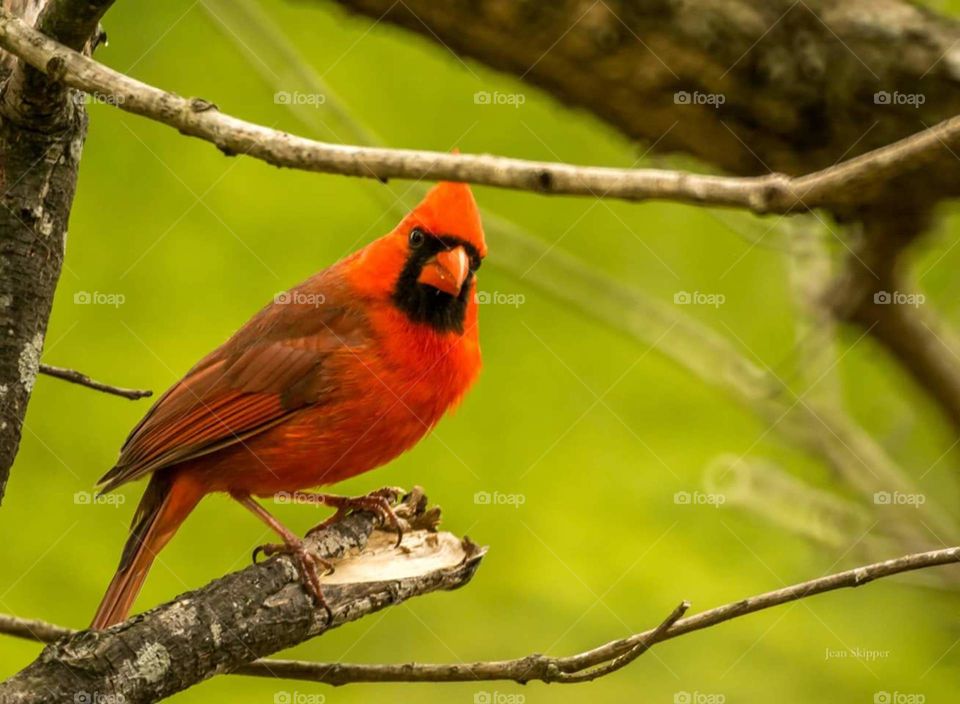Male Cardinal on a Limb 