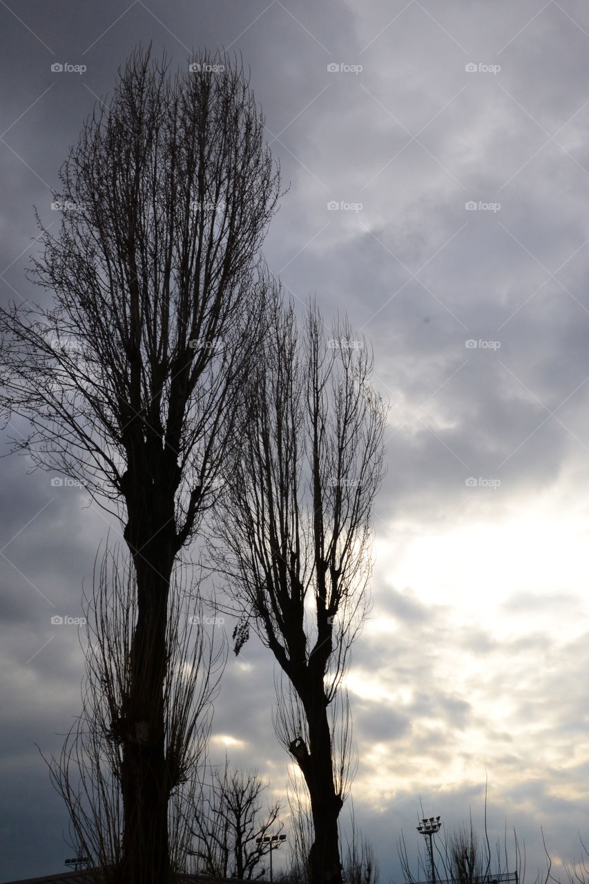 trees in winter with cloudy sky