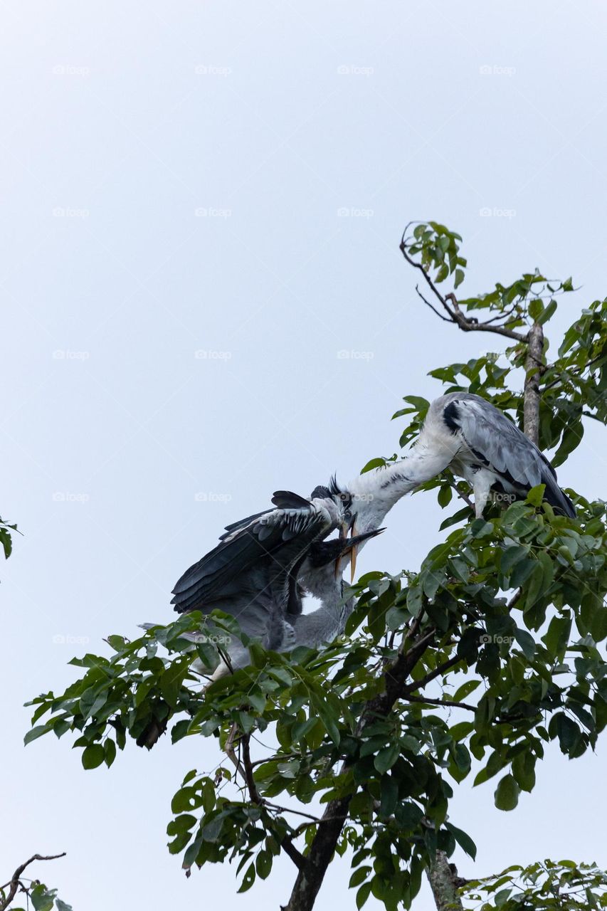 Male grey heron feeding female heron food.