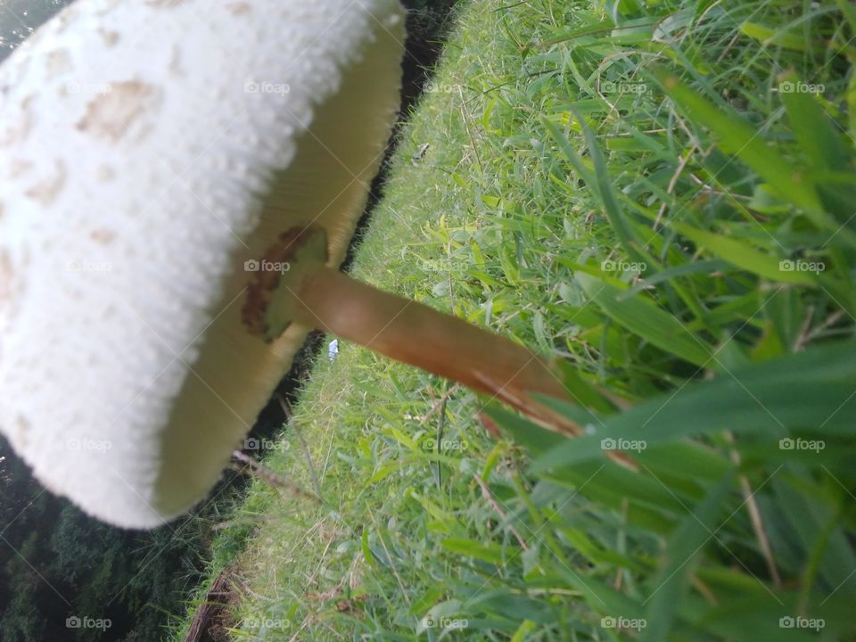 mushroom angled
