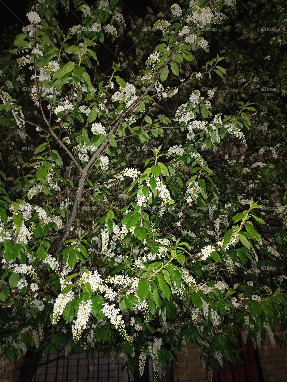bird cherry