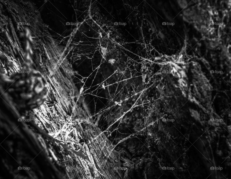 web of wonder . made between the wood 