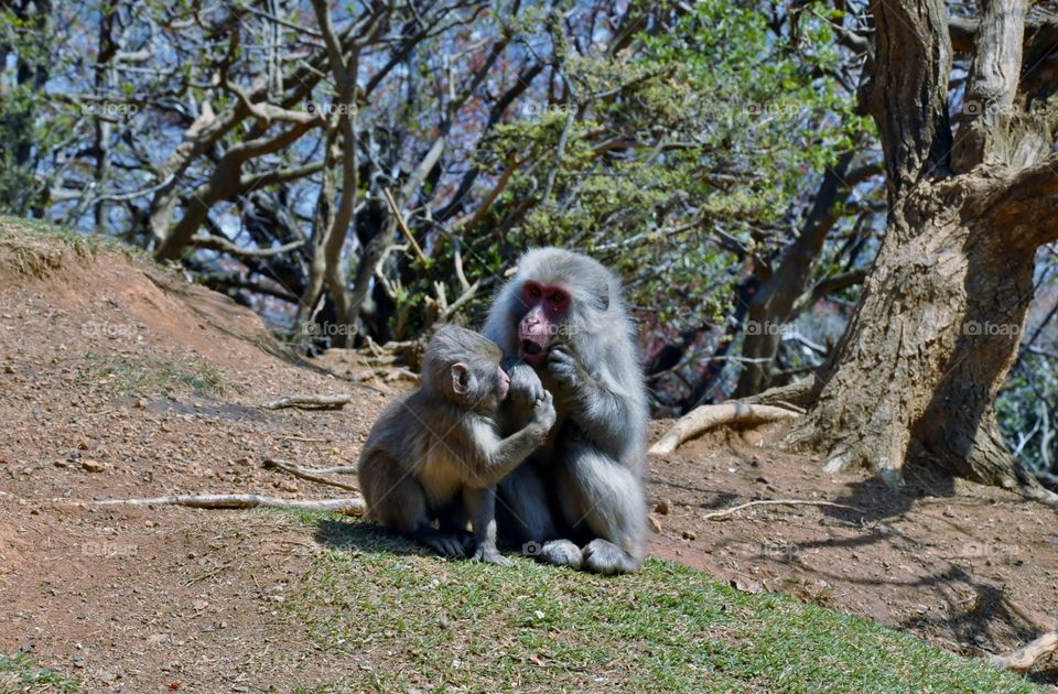 Mother and baby macaques roaming in Japanese forests 