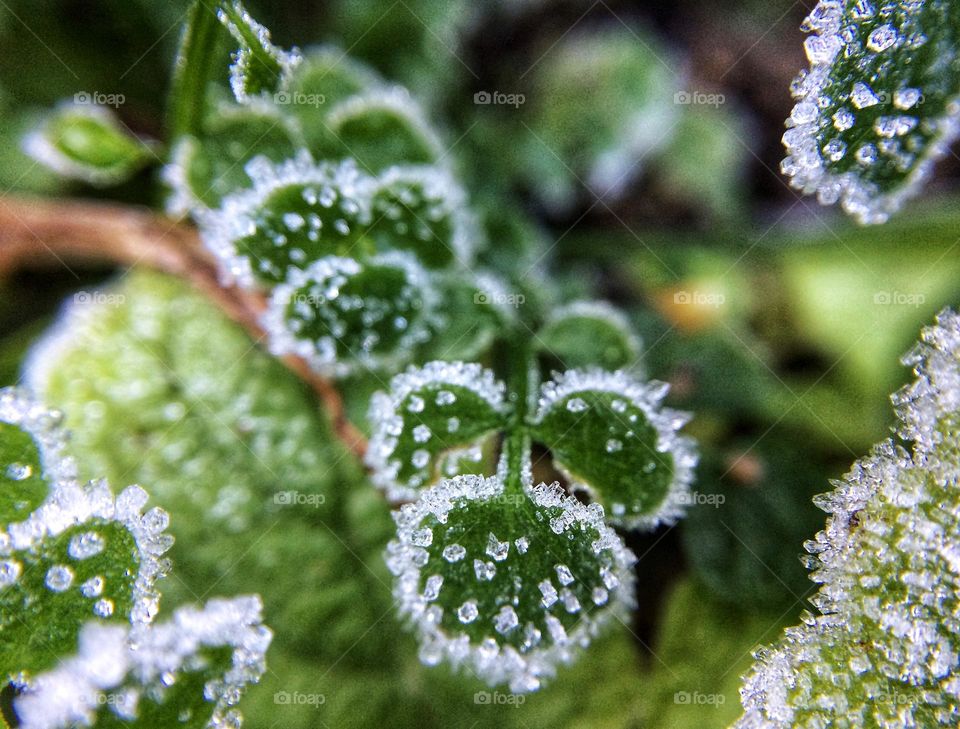 Heavy overnight frost created diamond like ice crystals on plants in my garden 