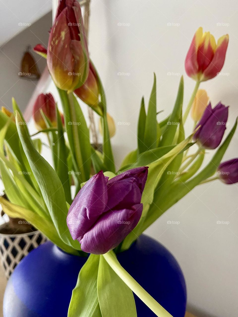 Tulips in blue vase