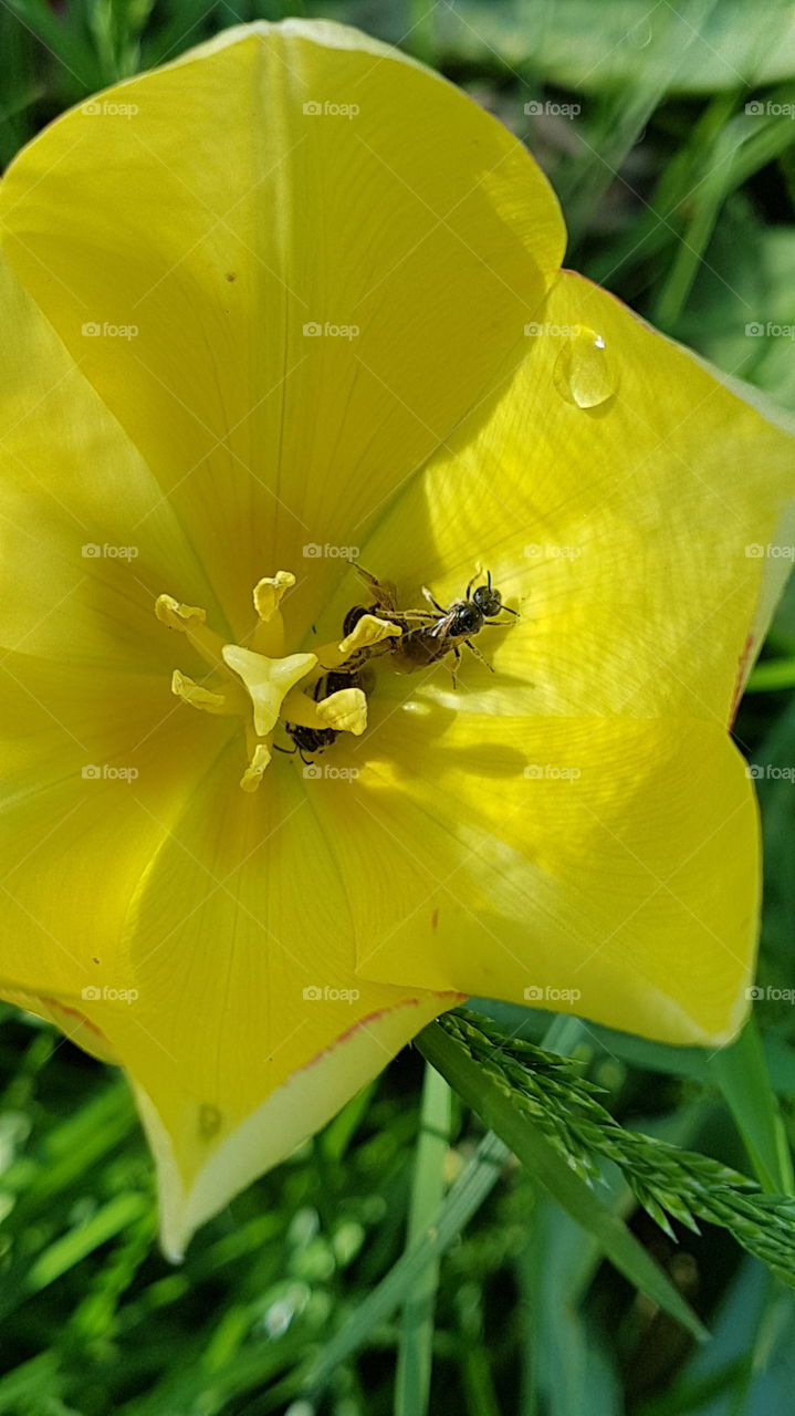 ants sitting in yellow tulip with water drop
