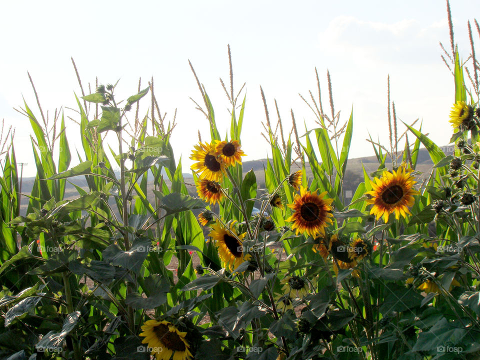 Sunflowers