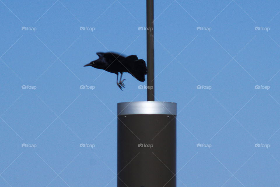 black bird flight pole arizona silhouette sky blue