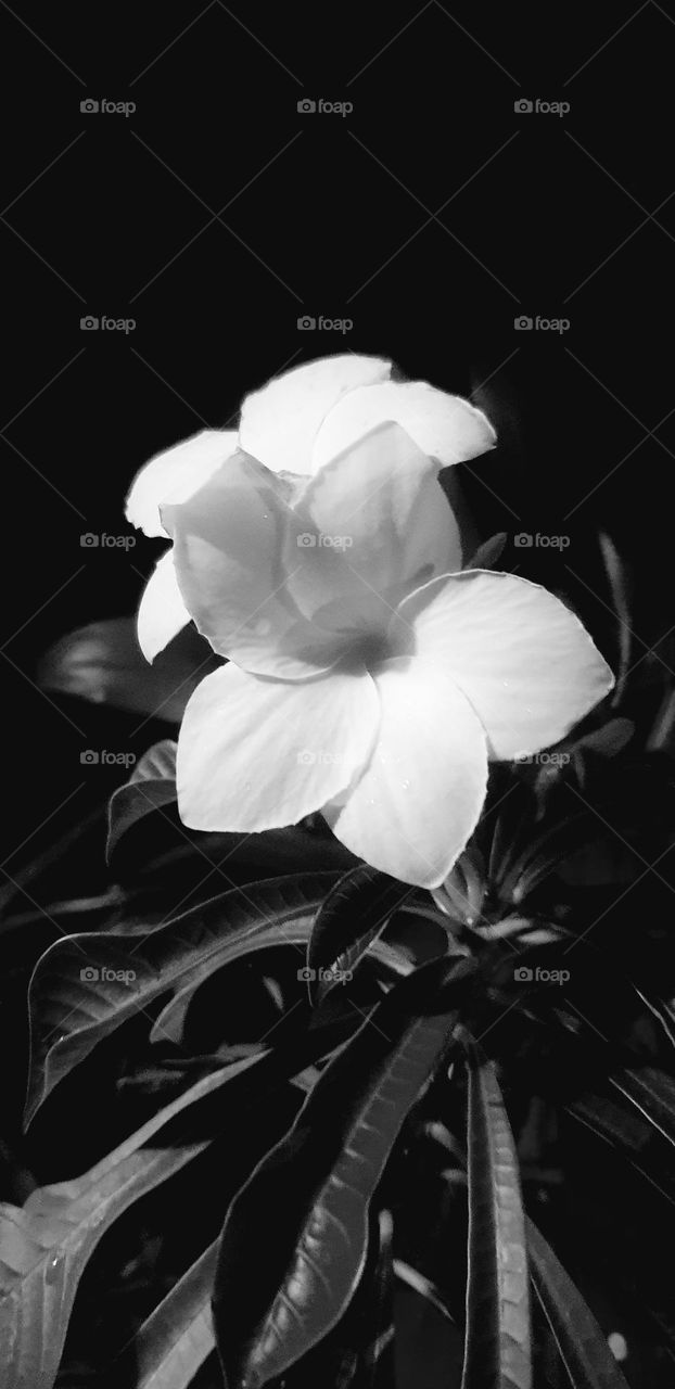 beautiful black and white flower, design of purity and clarity