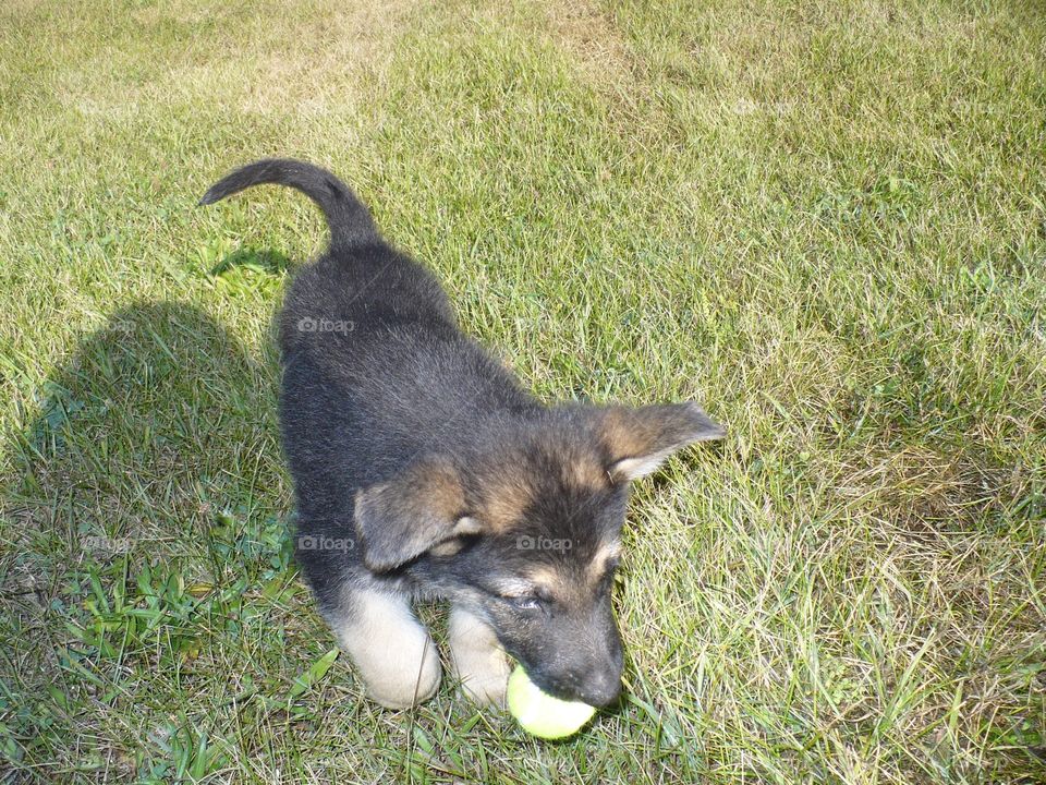 German Shepherd 