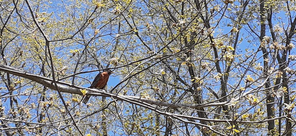 Bird on magnolia tree
