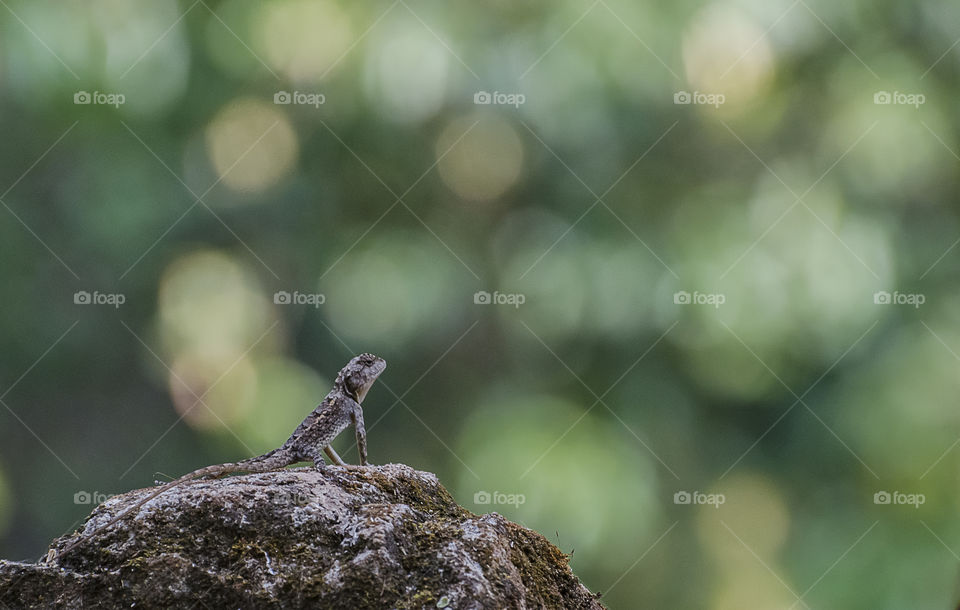 garden lizard