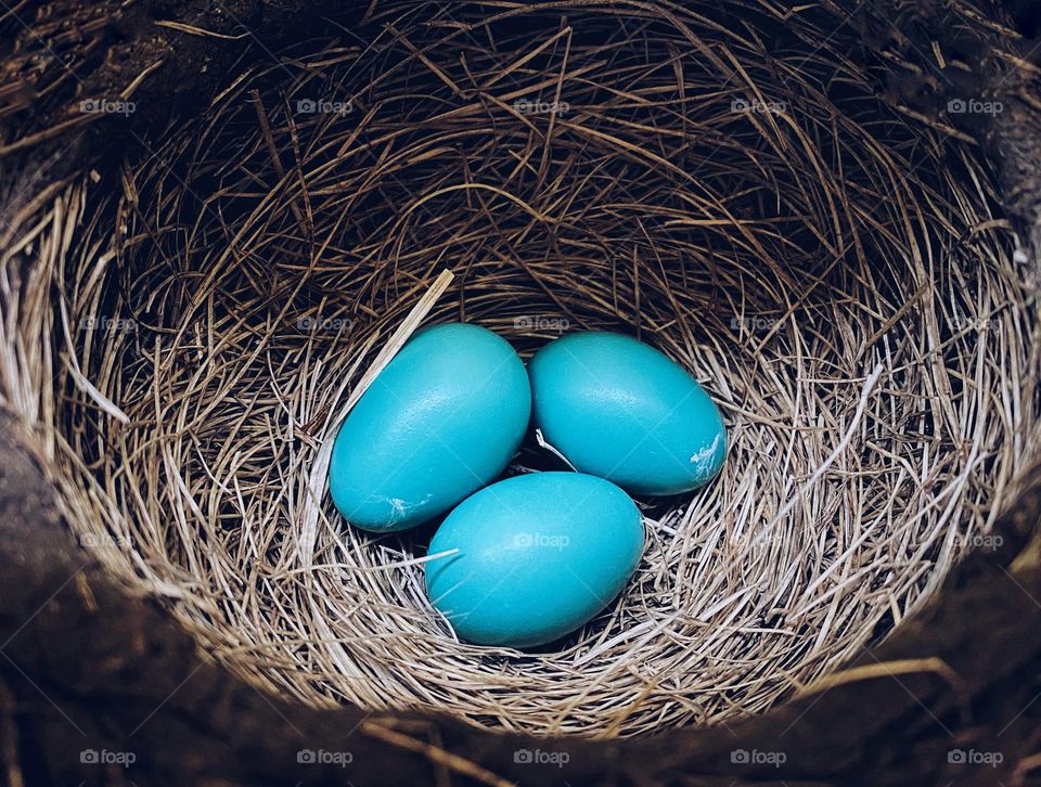 Top view of three robins eggs in a nest