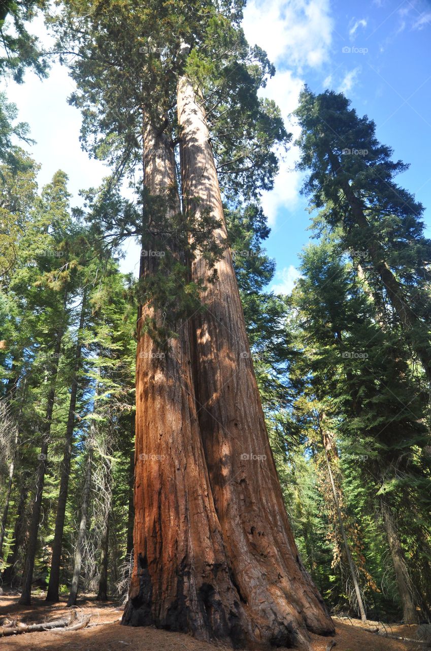 Faithfull couple redwood trees