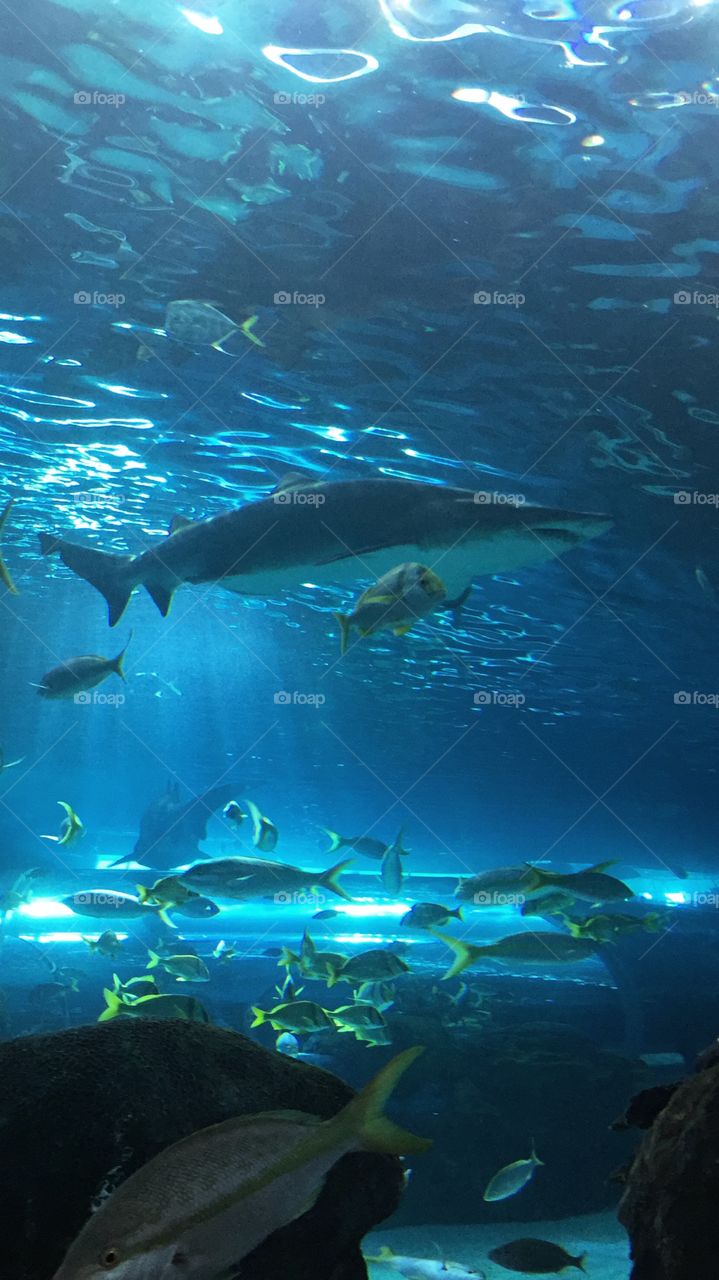Large shark in aquarium tank