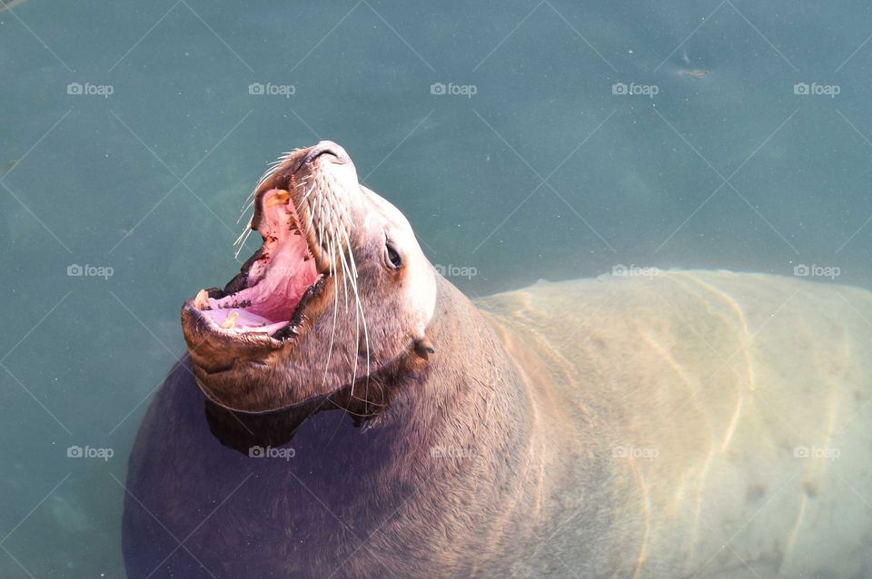 Sea lion
