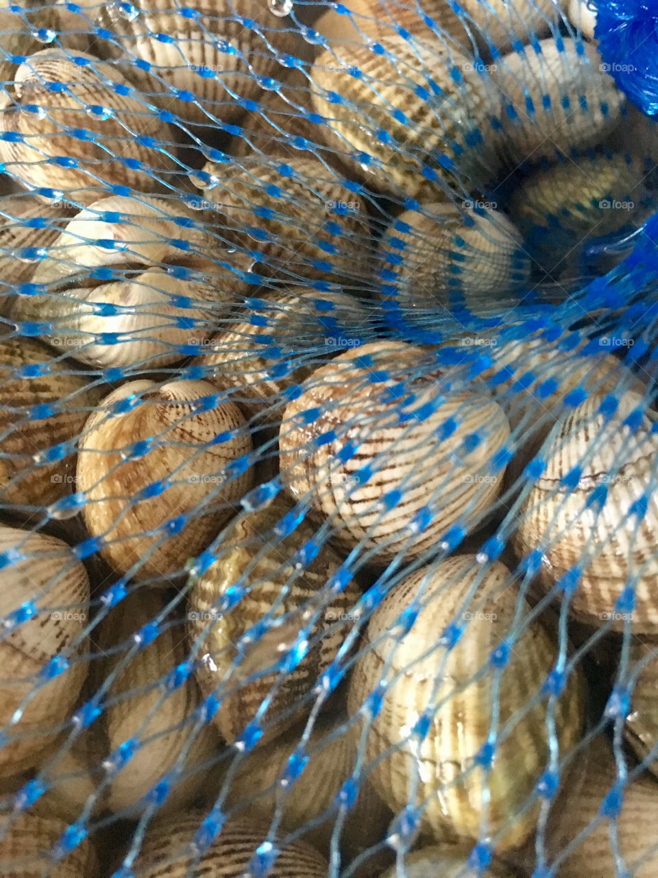 Shellfish in a blue net