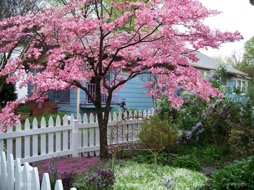 Pink leaf tree
