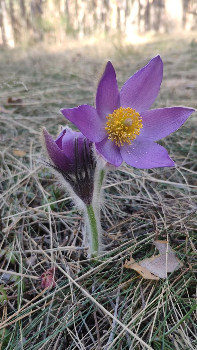 Pulsatilla patens