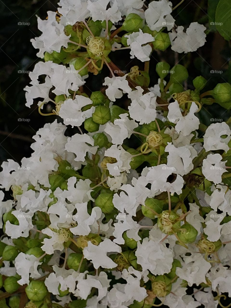 White Azaleas in Bloom