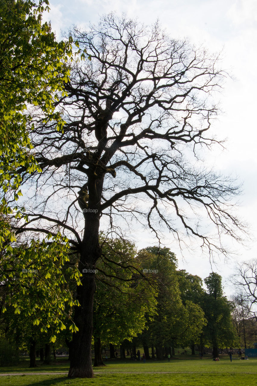 Hirschgarten park